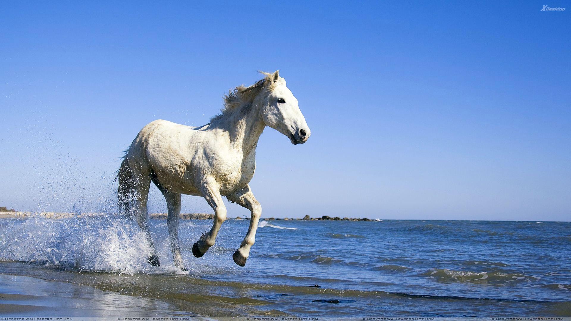 1920x1080 Camargue White Horse Running Near Sea Wallpaper