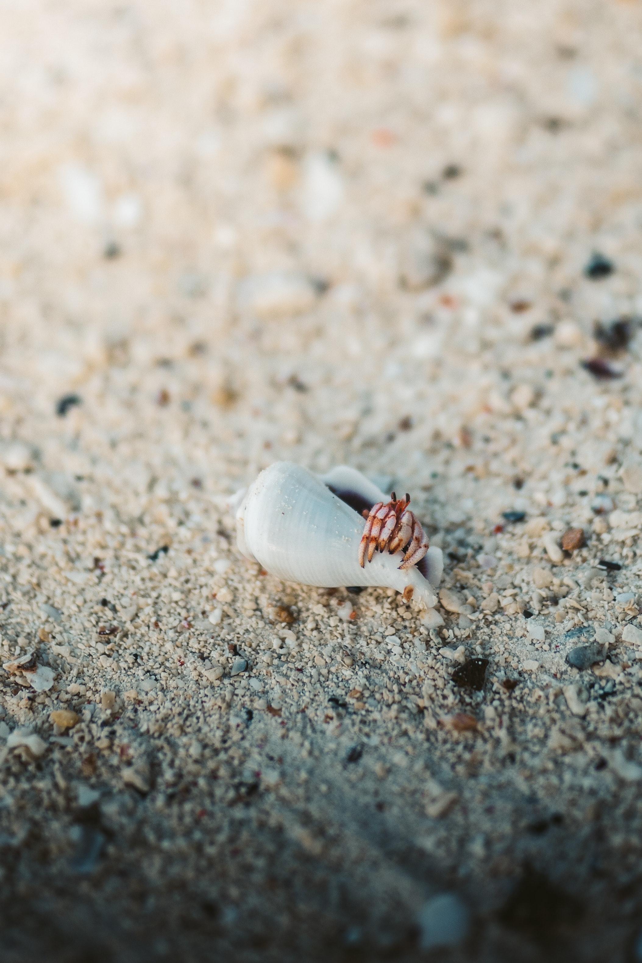 Hermit Crab Wallpapers - Top Free Hermit Crab Backgrounds - WallpaperAccess