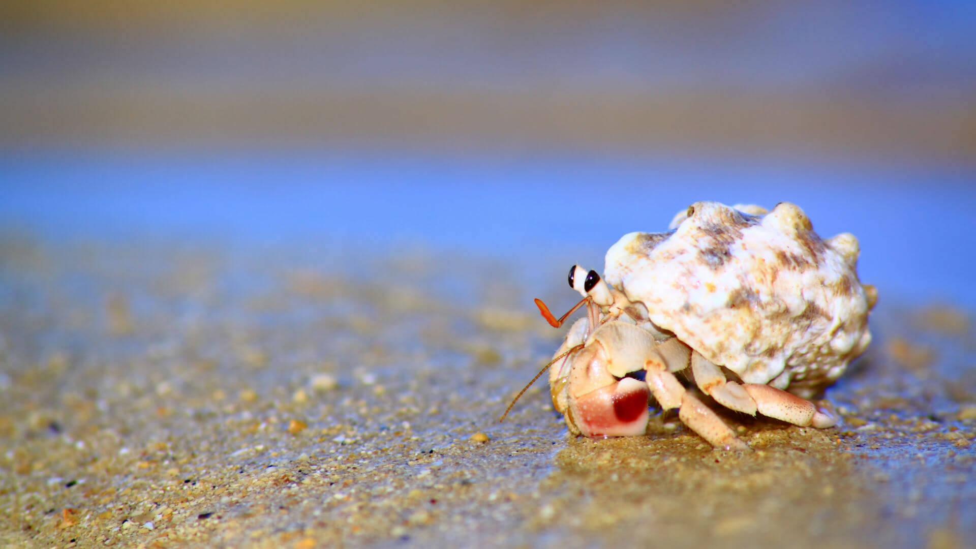 Hermit Crab Wallpapers - Top Free Hermit Crab Backgrounds - WallpaperAccess