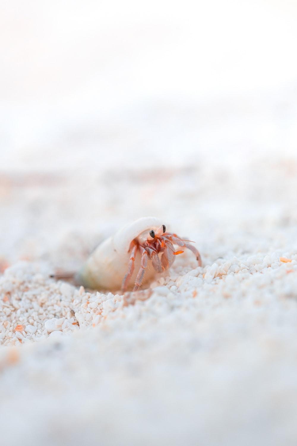 Hermit Crab Wallpapers - Top Free Hermit Crab Backgrounds - WallpaperAccess