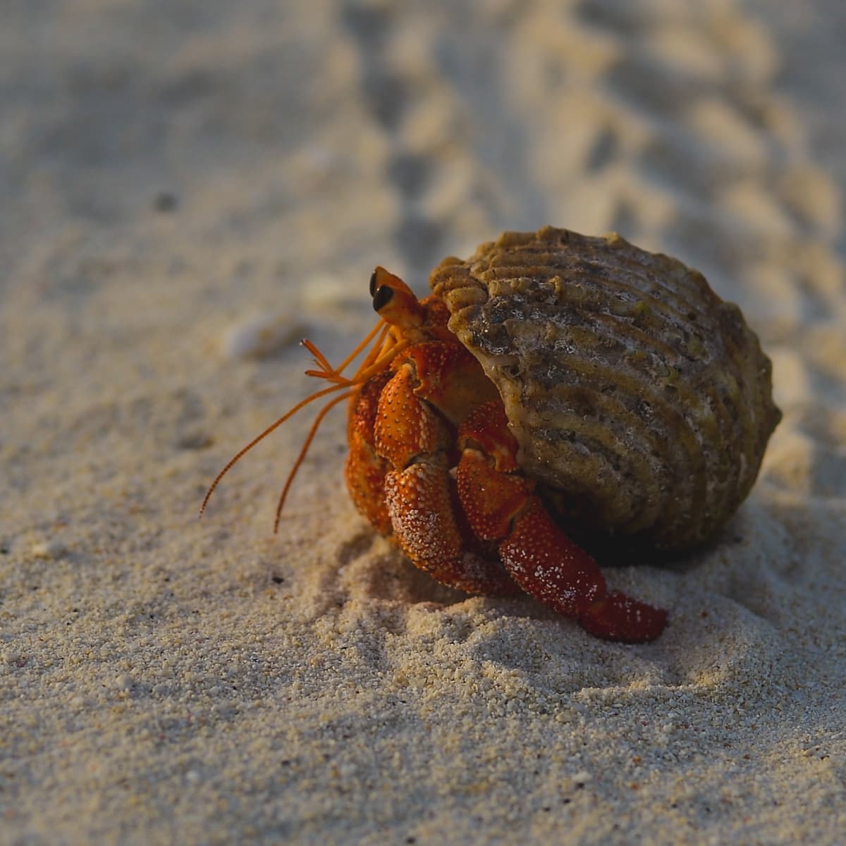 Hermit Crab Wallpapers - Top Free Hermit Crab Backgrounds - WallpaperAccess