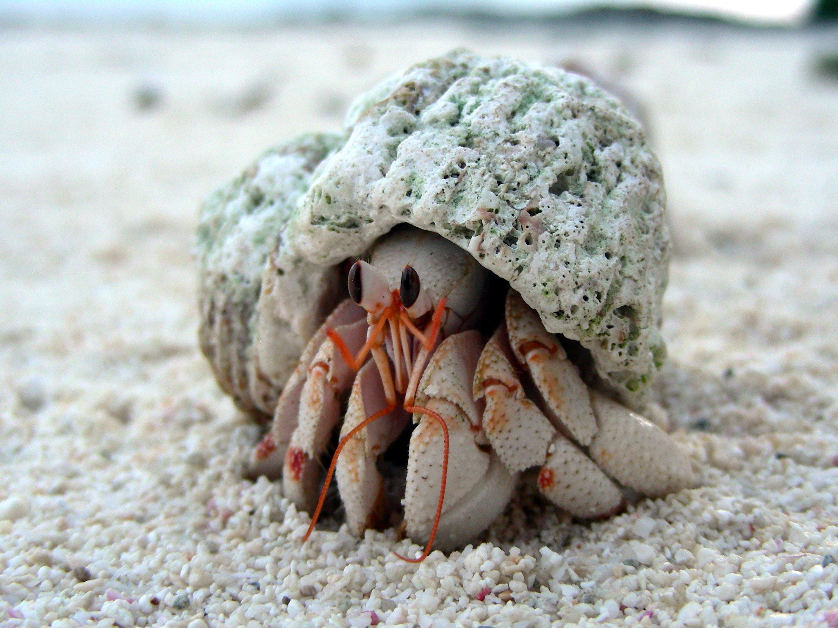 2816x2112 HERMIT CRAB crabs sealife wallpaperx2112