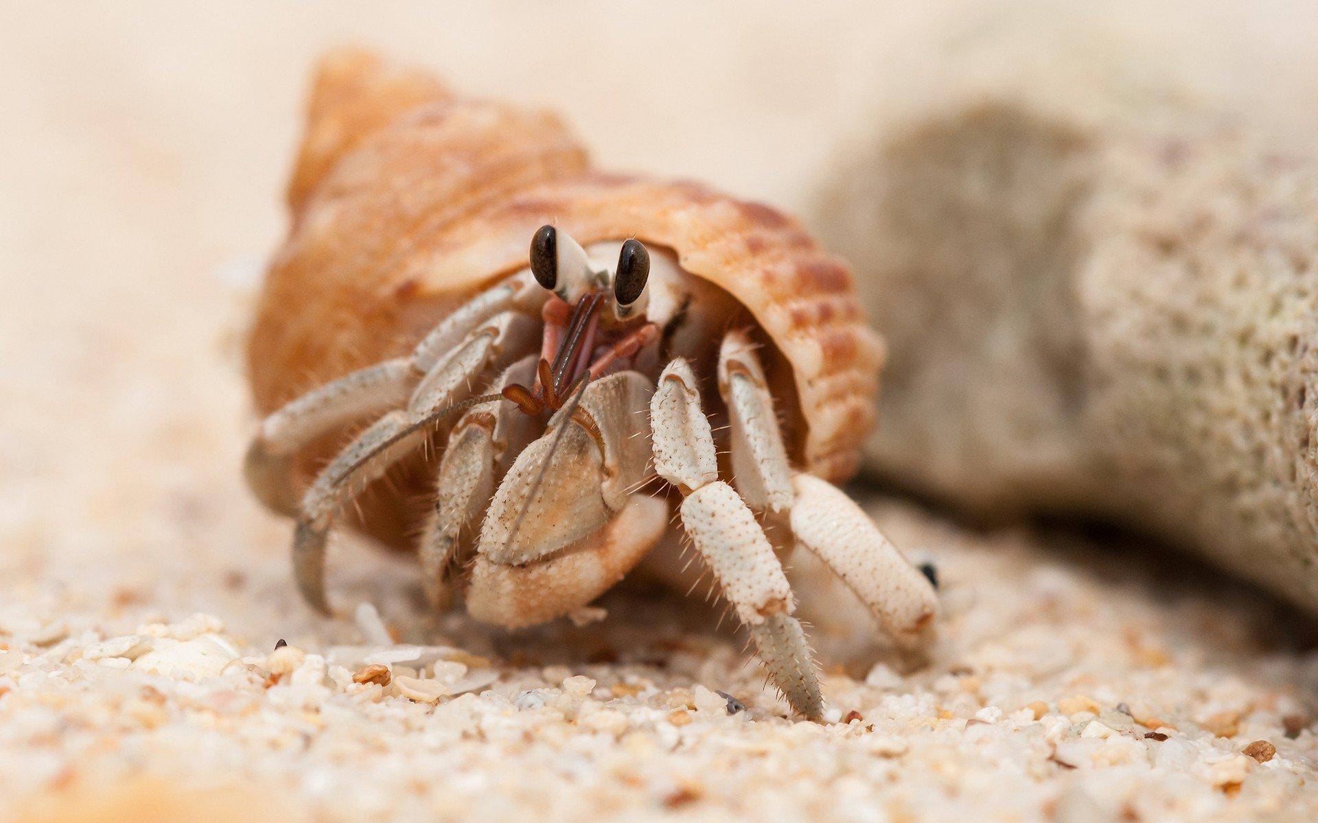 1920x1200 Sand animals hermit crabs wallpaperx1200