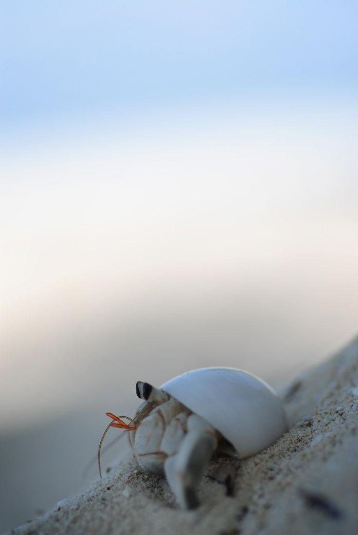 736x1099 Hermit crab chillin' [OC] [25923872]. Hermit crab, Underwater animals, Hermit crab tank