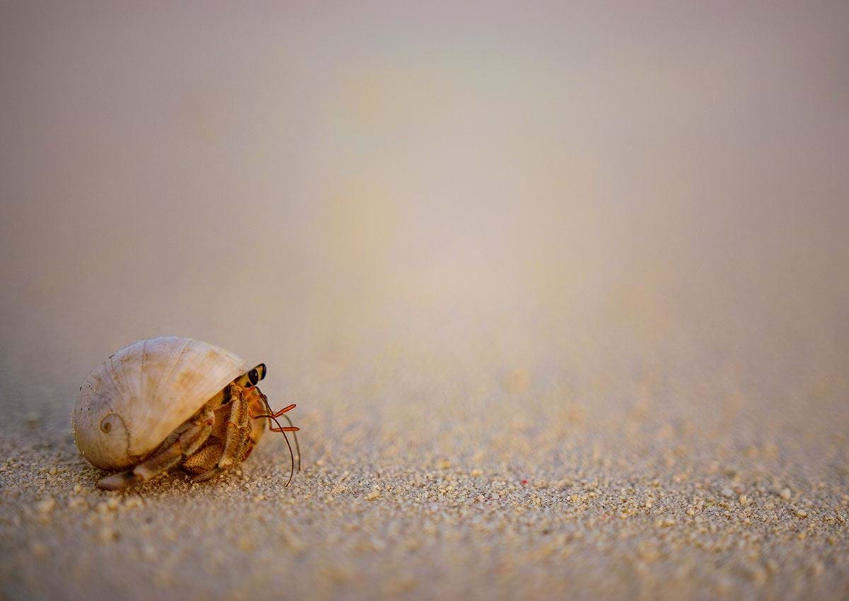 1200x850 Hermit Crab Ari Atoll The Maldives