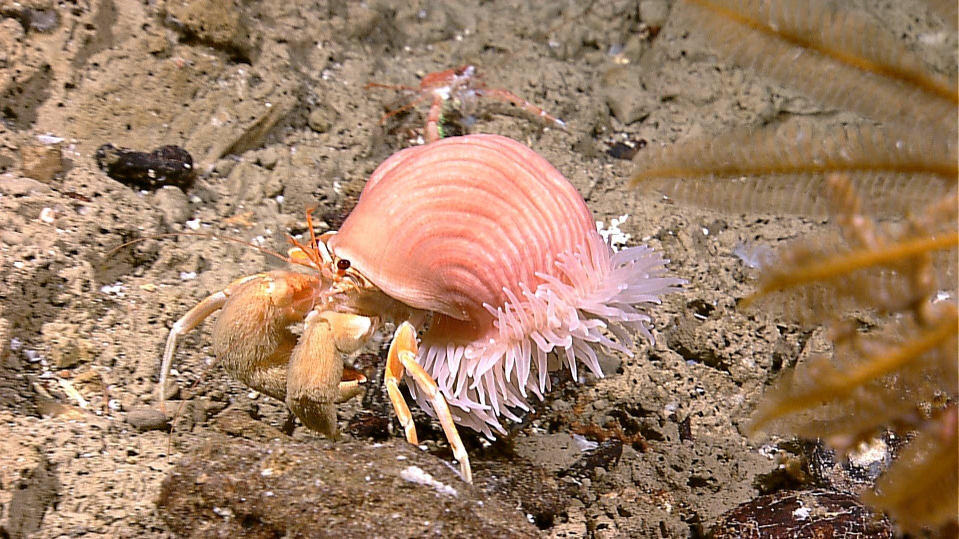 1920x1080 HERMIT CRAB crabs sealife wallpaperx1080