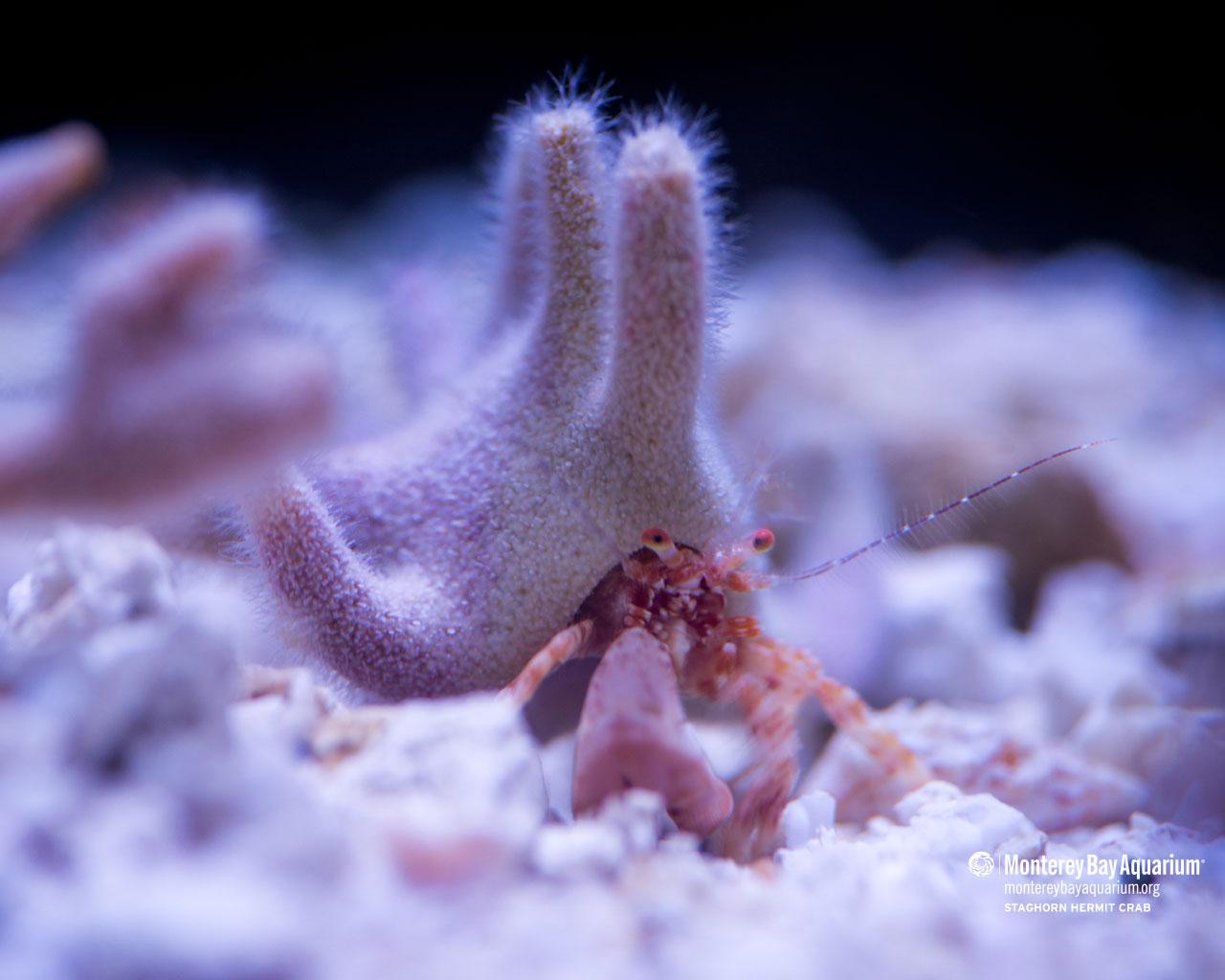 1280x1024 Staghorn hermit crab. Wallpaper. Monterey Bay Aquarium