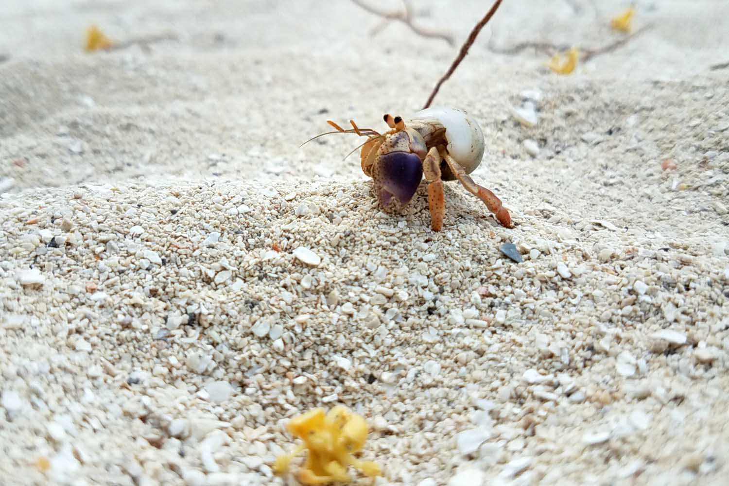 1500x1000 The Climate Apocalypse Is Making Hermit Crabs Very, Very Horny