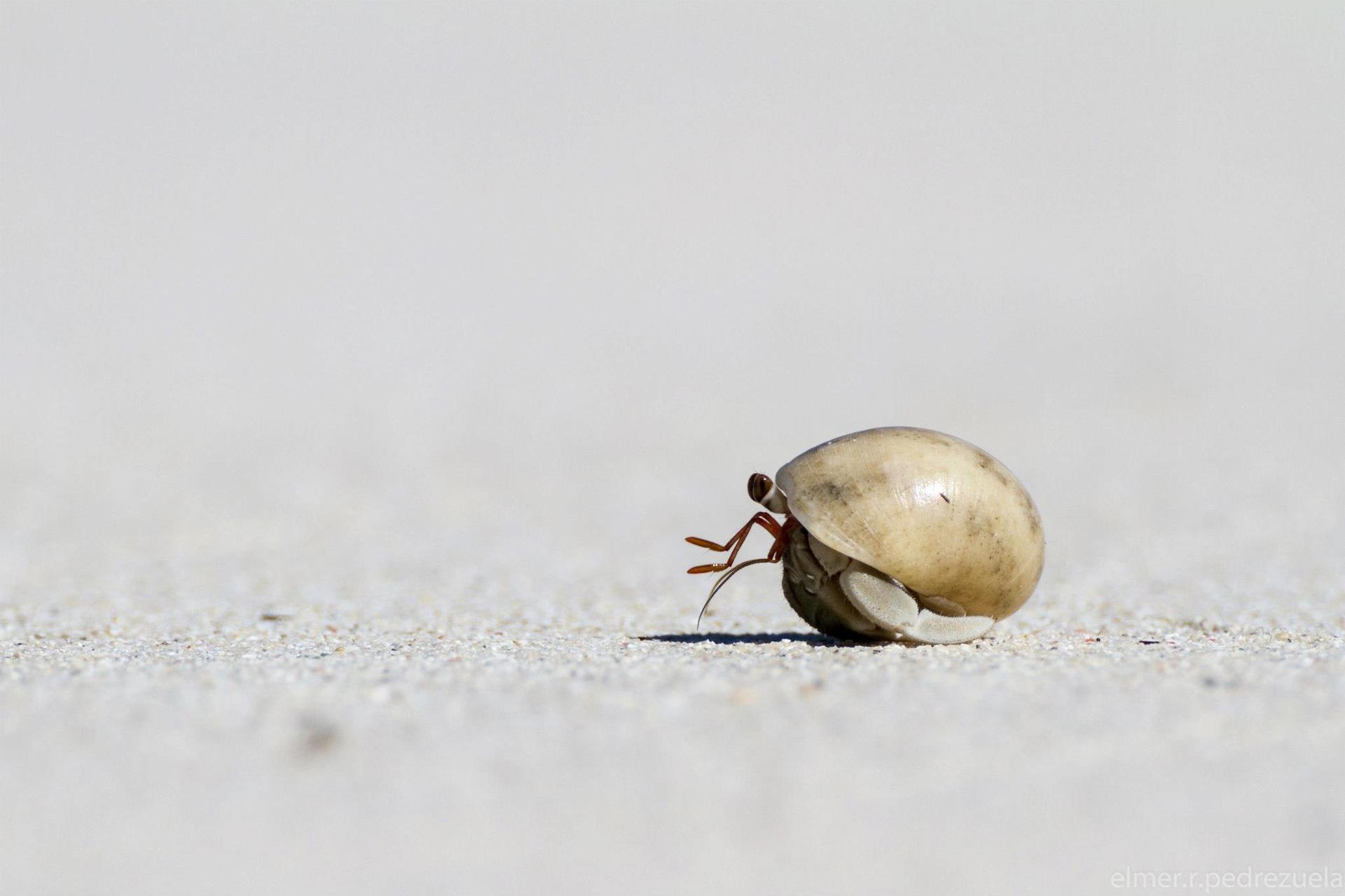 1920x1279 Hermit Crab Wallpaper HD Download