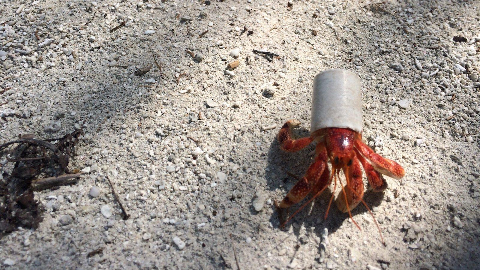 1600x900 Hermit crabs and their homes