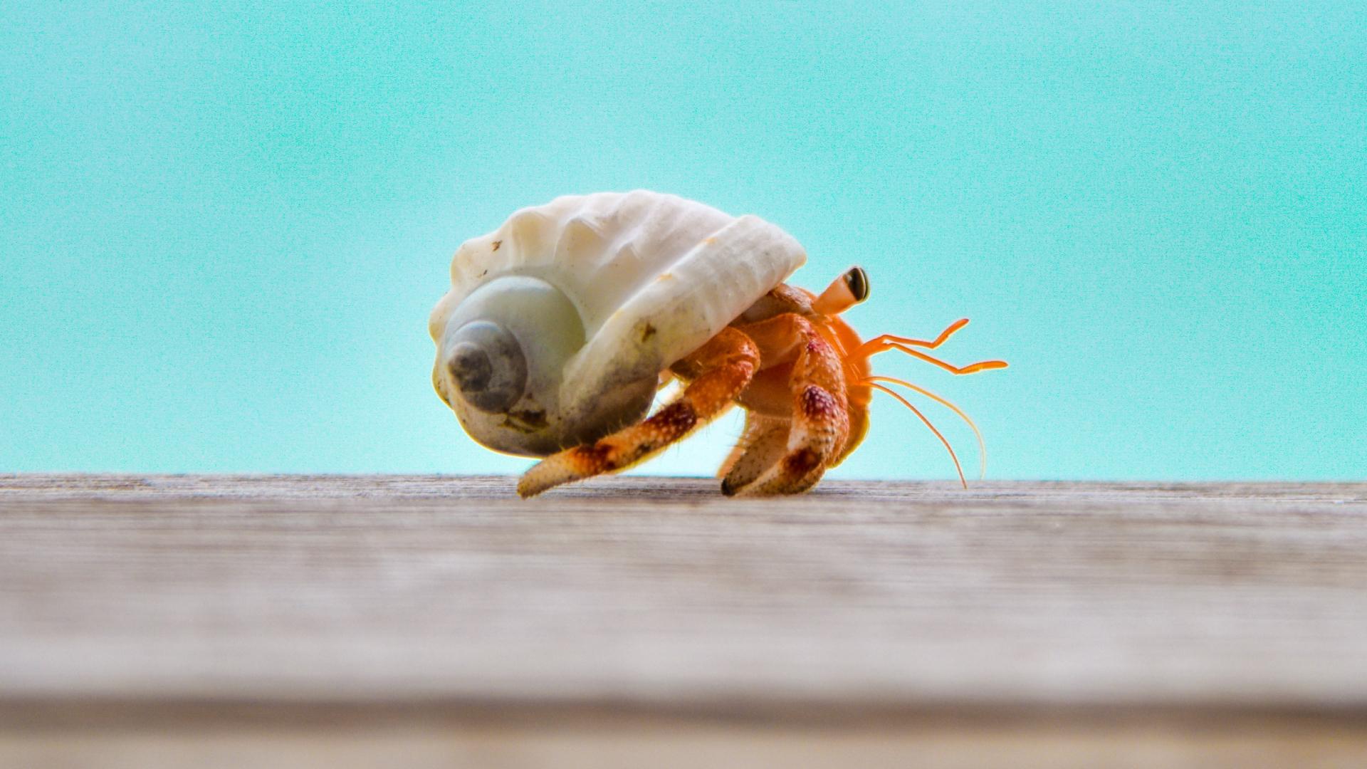 Hermit Crab Wallpapers - Top Free Hermit Crab Backgrounds - WallpaperAccess