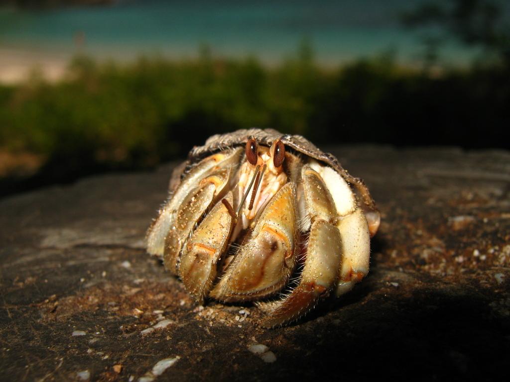 1024x768 Ecuadorian Hermit Crab (Coenobita compressus) · iNaturalist