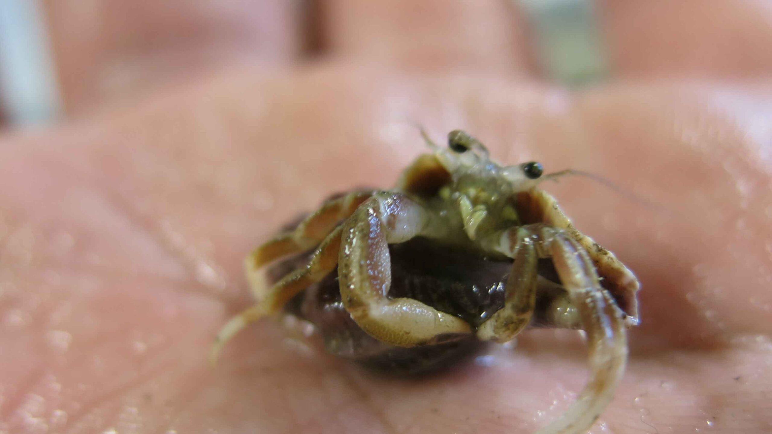 2560x1440 Hermit Crab