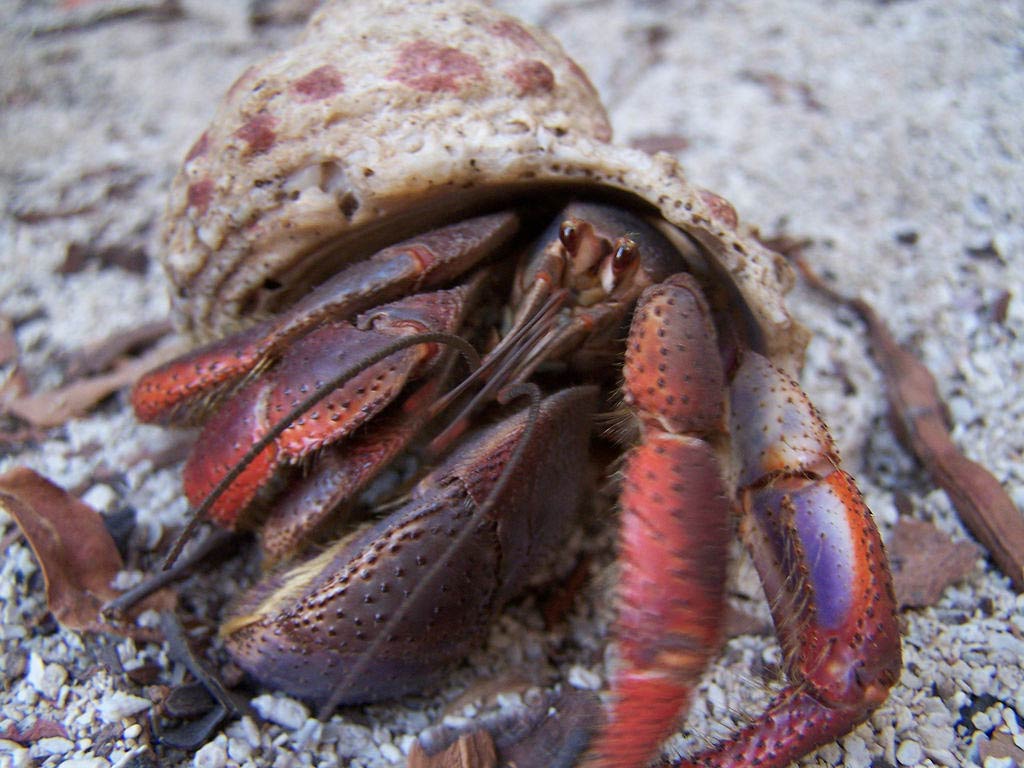 1024x768 Free Hermit Crab Wallpaper download