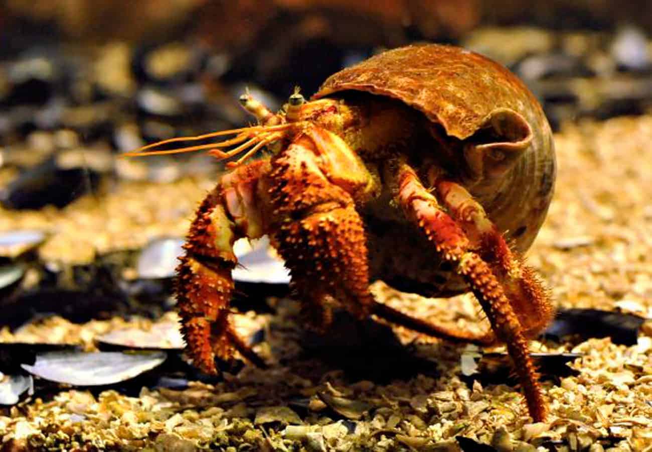 1300x900 Hermit Crabs