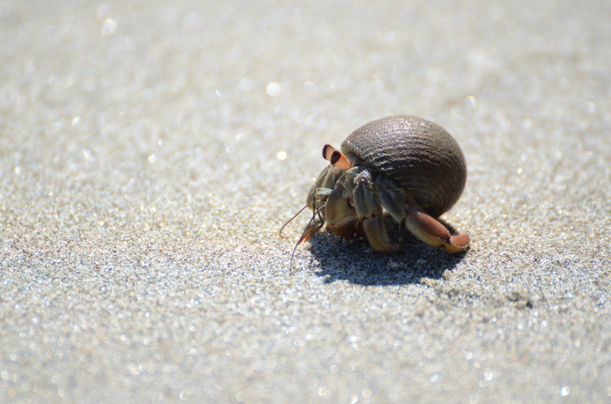 2000x1325 On Learning Like a Hermit Crab