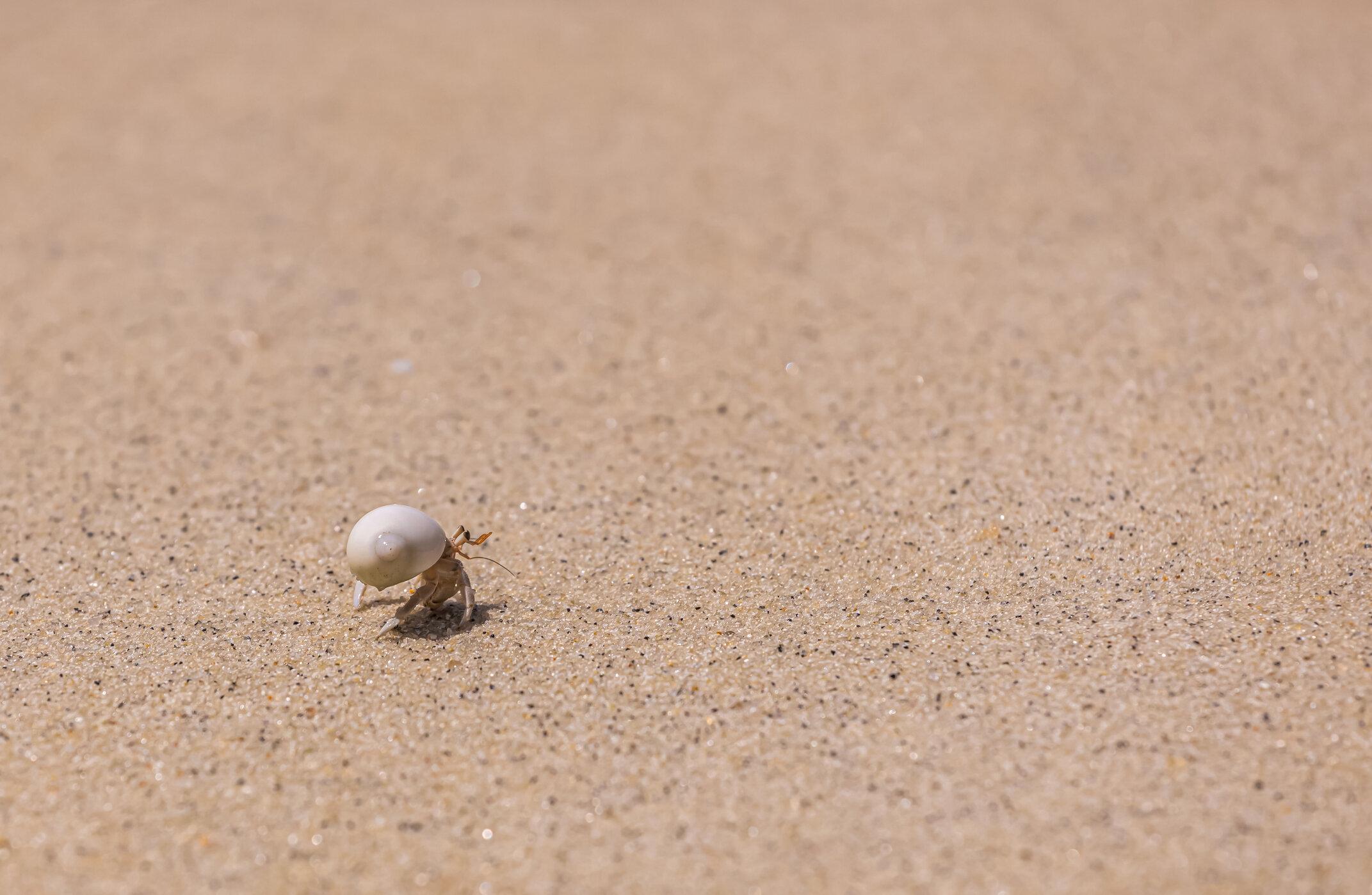 Hermit Crab Wallpapers - Top Free Hermit Crab Backgrounds - WallpaperAccess