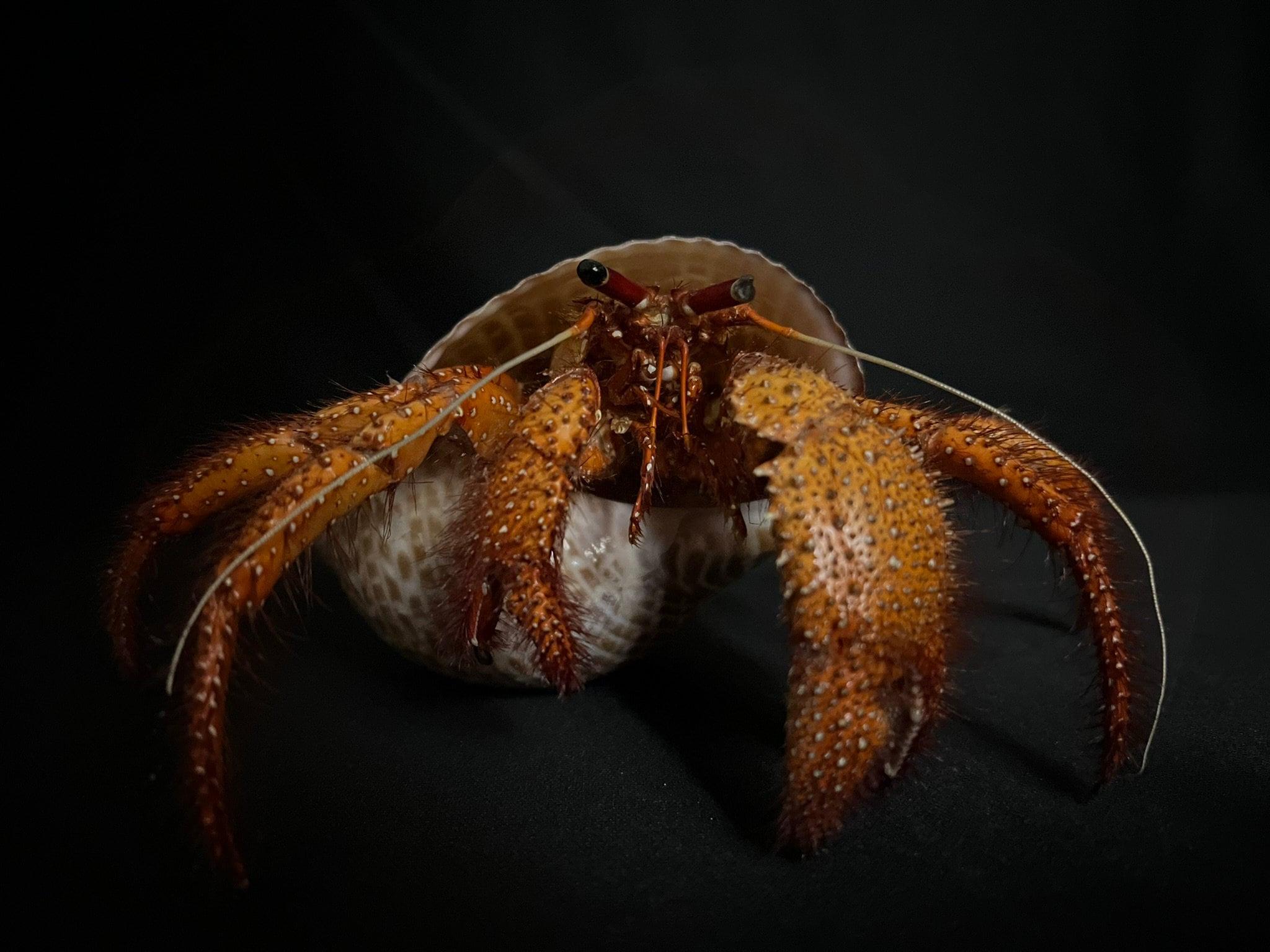 2048x1536 Hermit Crab Specimen