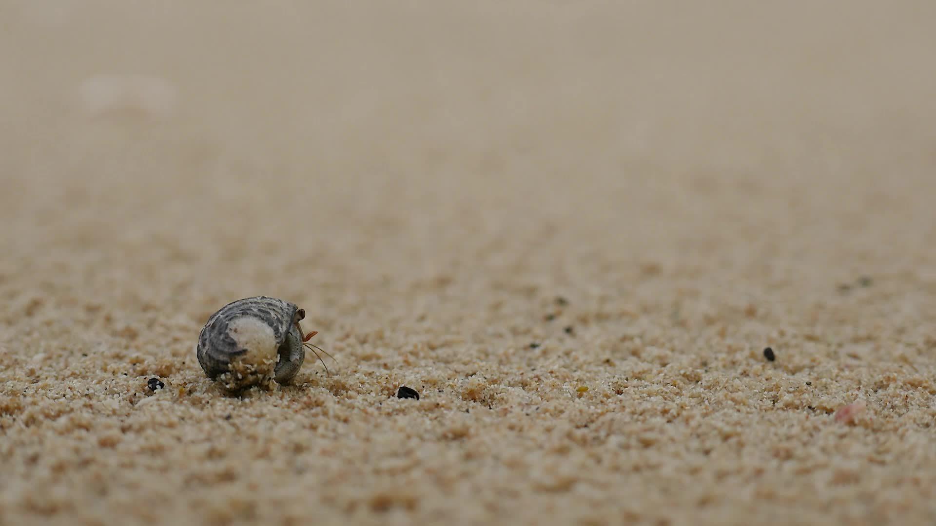1920x1080 Close up of A little hermit crab comes out of the shell crawling on the sandy beach when it's started to drizzle, Phuket Island Thailand