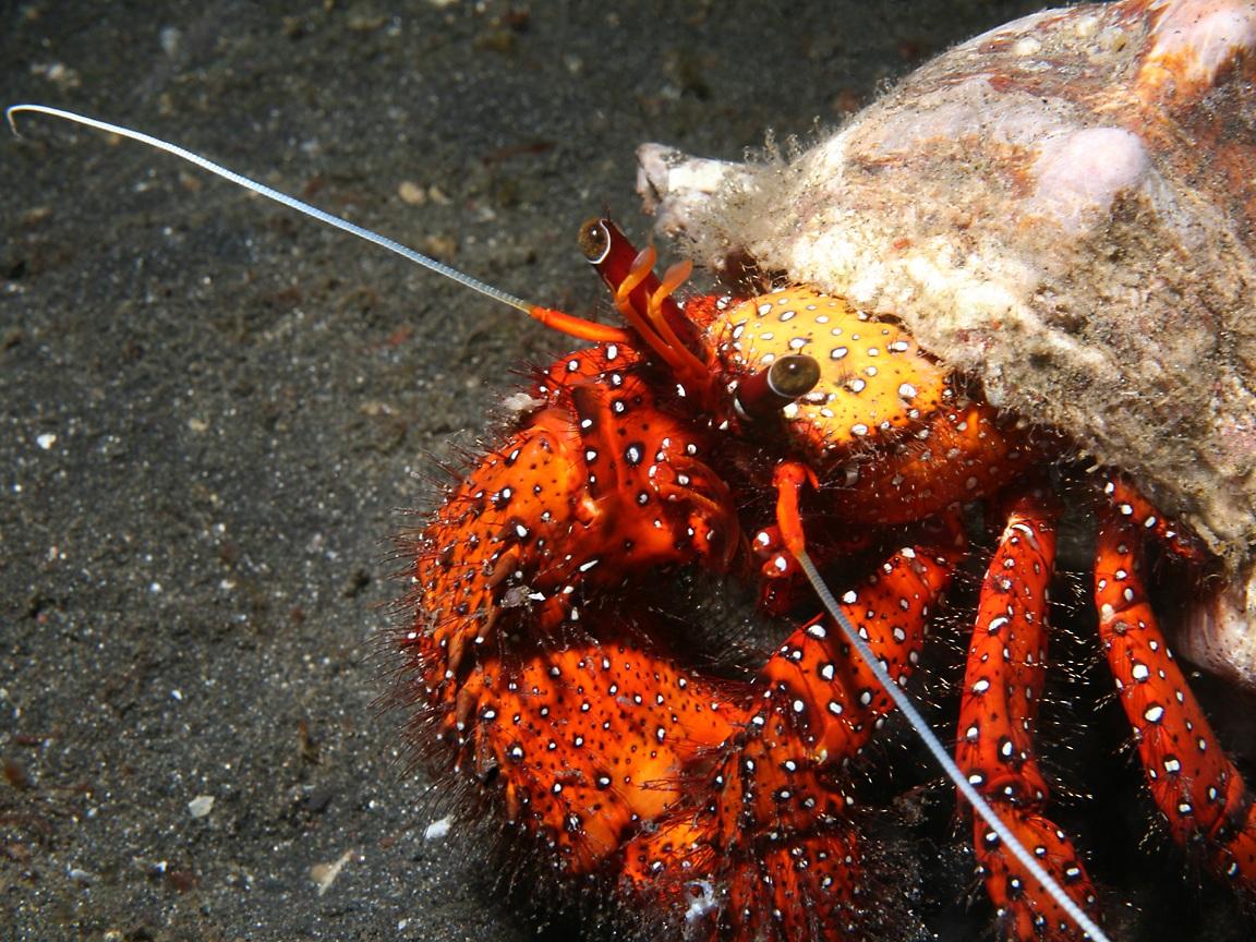 1152x864 Crustacean Wallpaper