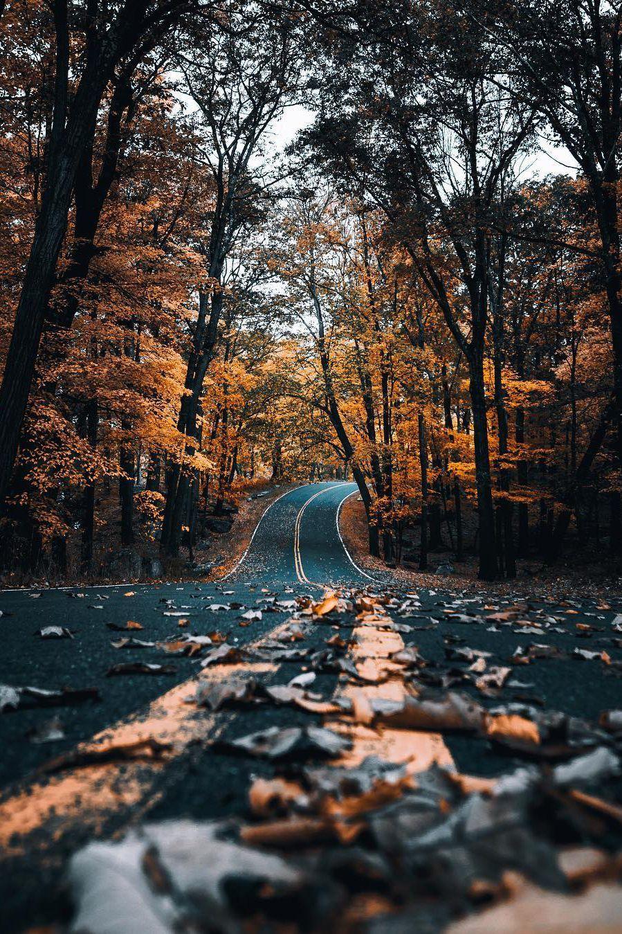 899x1349 Autumn Vibe Wallpaper