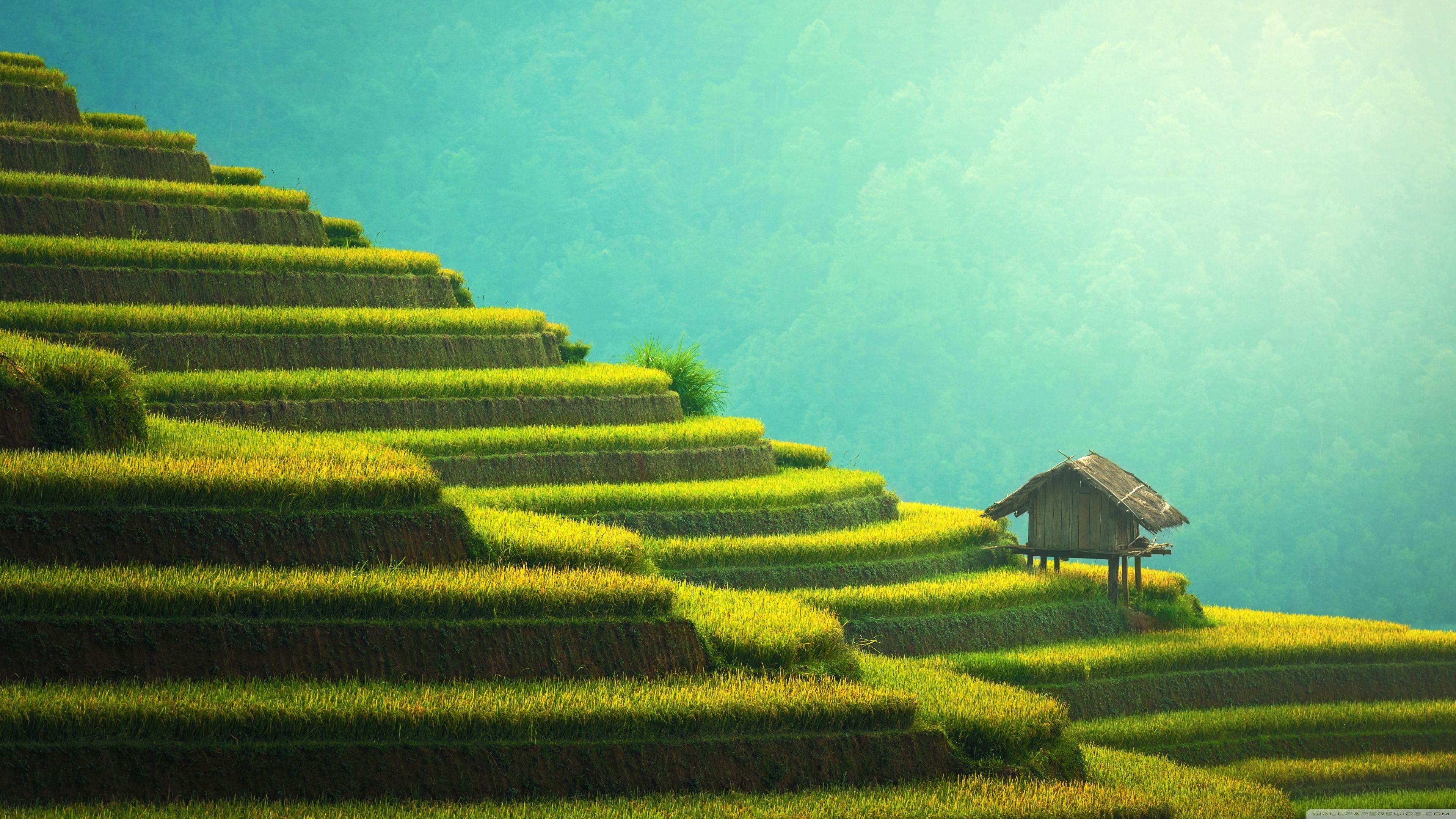 3840x2160 Rice Wallpaper Image