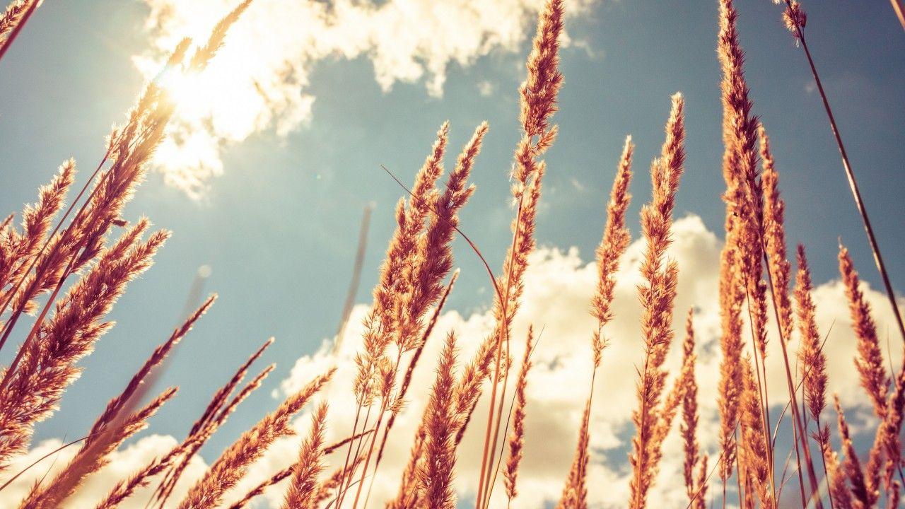 1280x720 Wallpaper Wheat, 4k, HD wallpaper, meadows, sky, Nature