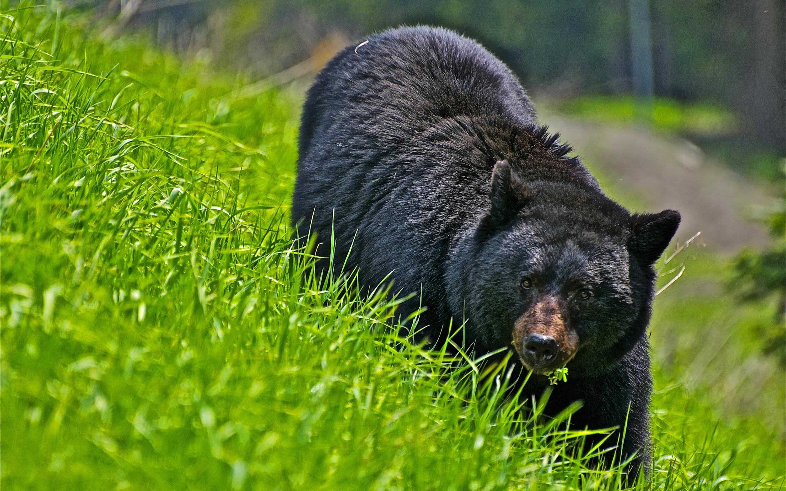 2560x1600 Black Bear Wallpaper