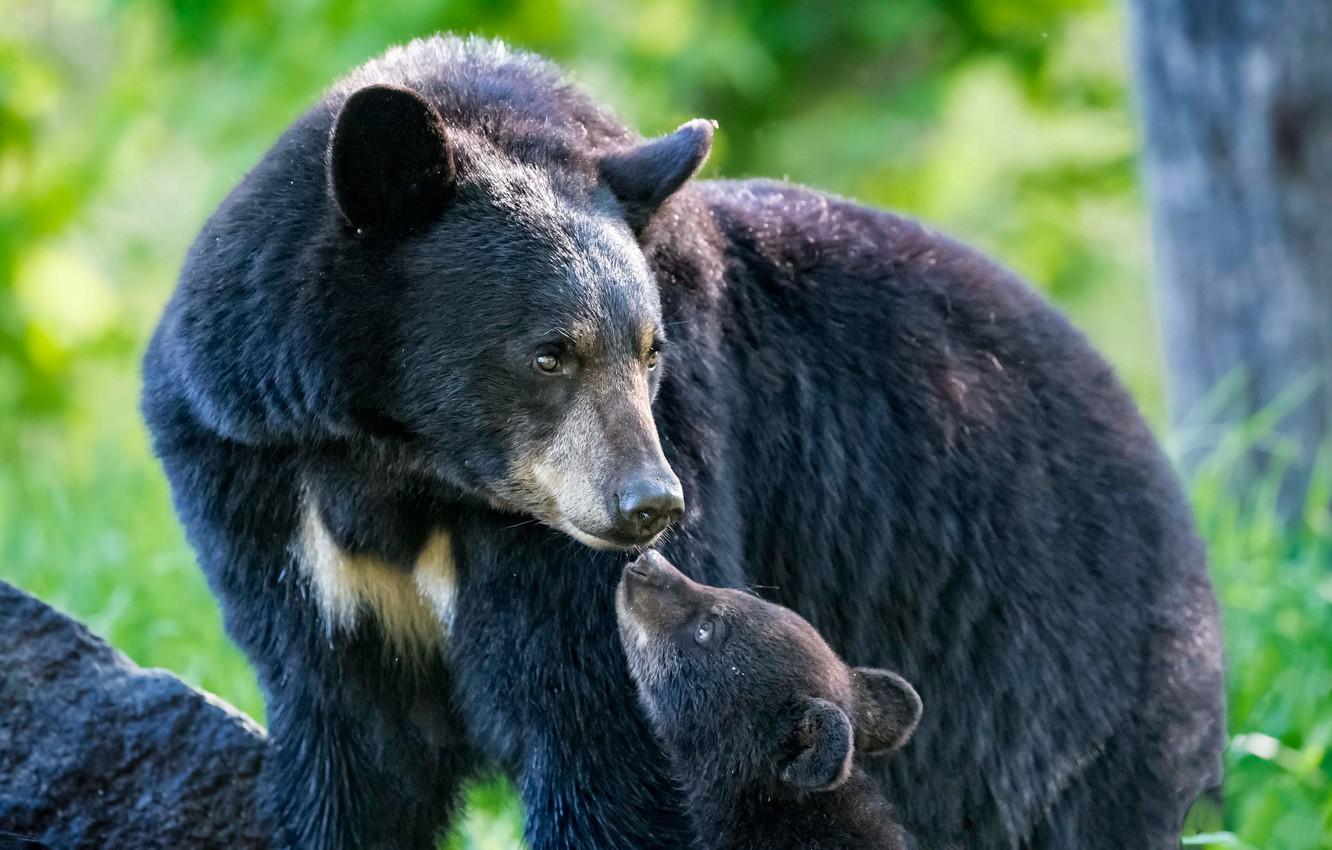 1332x850 Wallpaper bears, bear, bear, Baribal, Black bear image for desktop, section животные