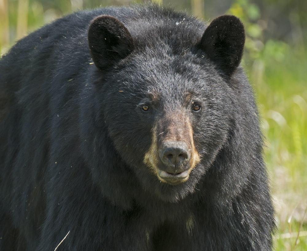 1000x818 Black Bear Picture. Download Free Image