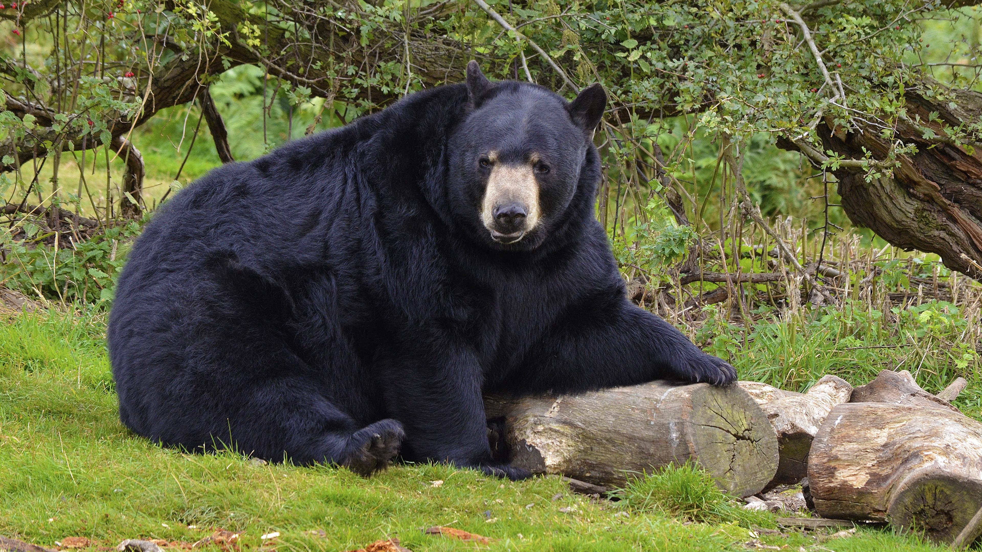 3840x2160 Wallpaper 4k bear, black bear, forest 4k Wallpaper