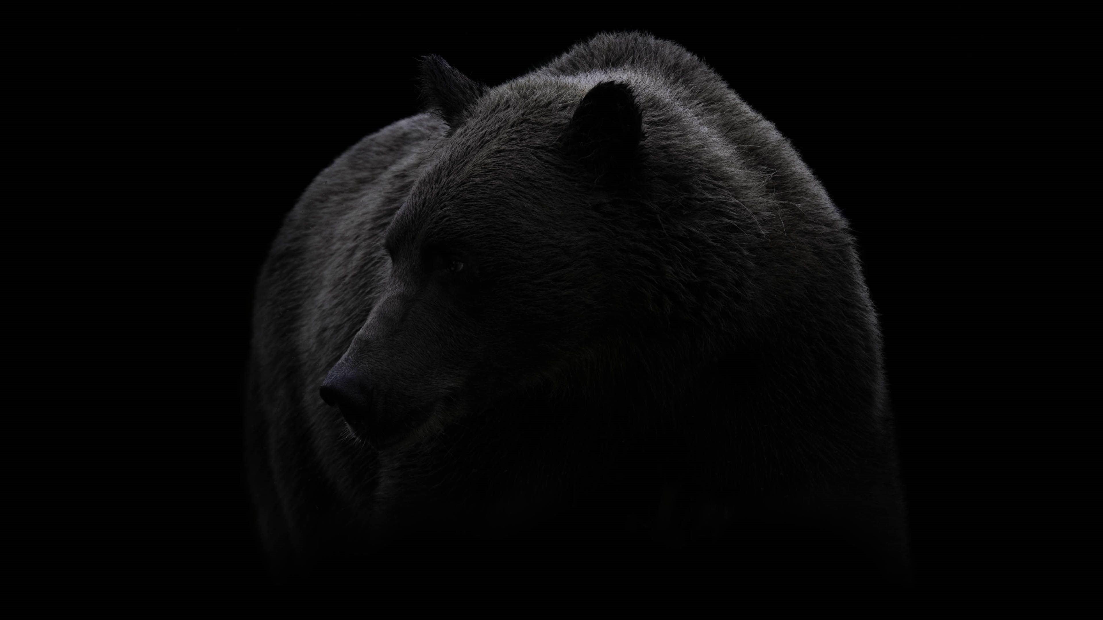 3840x2160 Wallpaper Bear, Black, Black And White, Brown Bear. Animal photography, Bear, Bear wallpaper