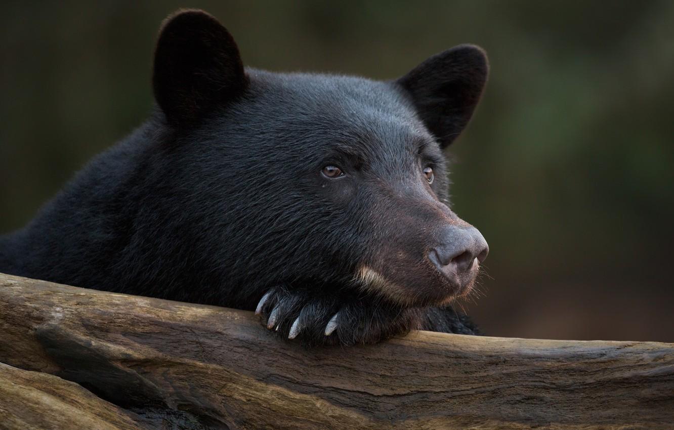 1332x850 Wallpaper look, face, portrait, Baribal, Black bear image for desktop, section животные
