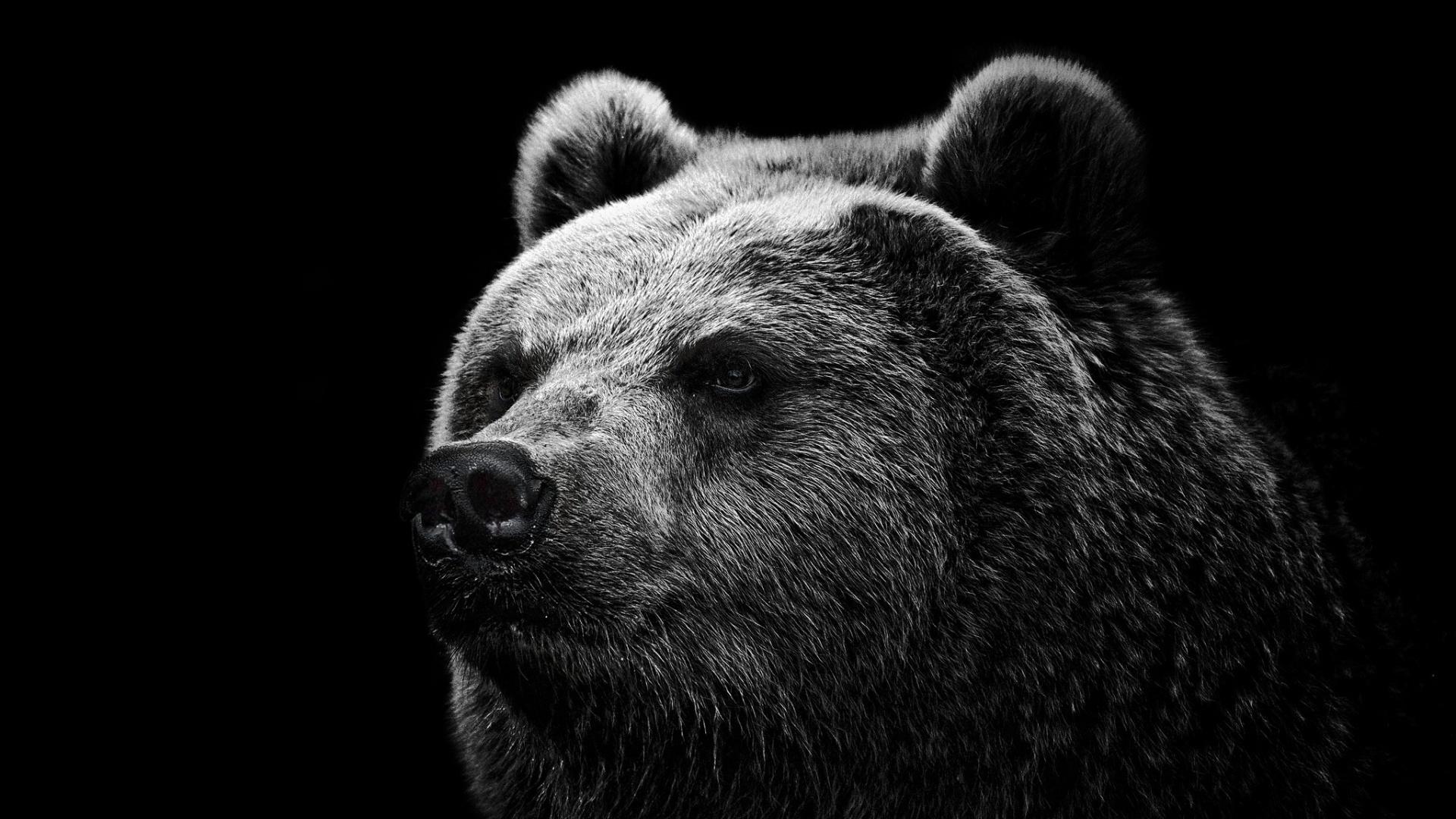 1920x1080 Black Bear Wallpaper