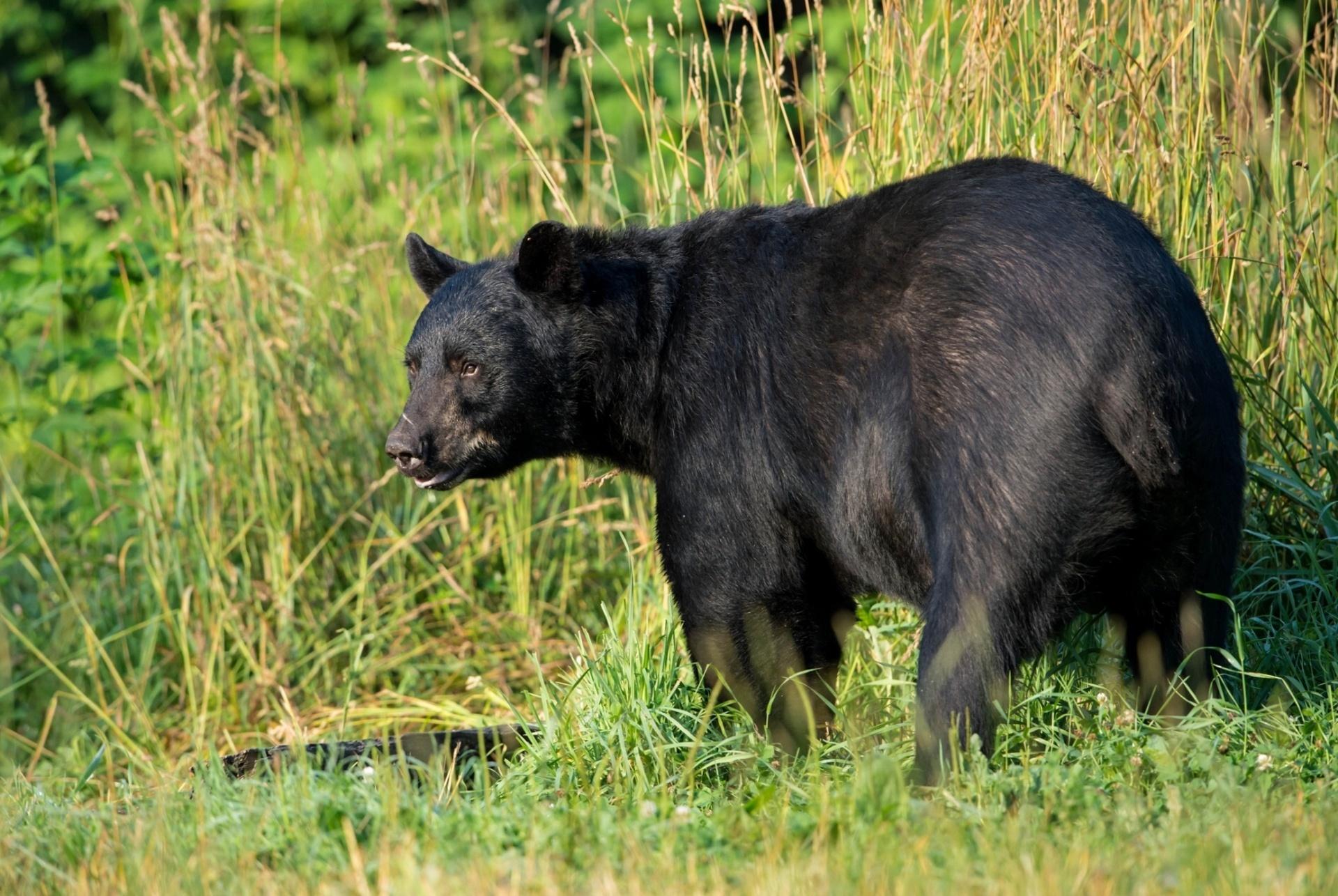 1920x1286 American Black Bear HD Wallpaper and Background
