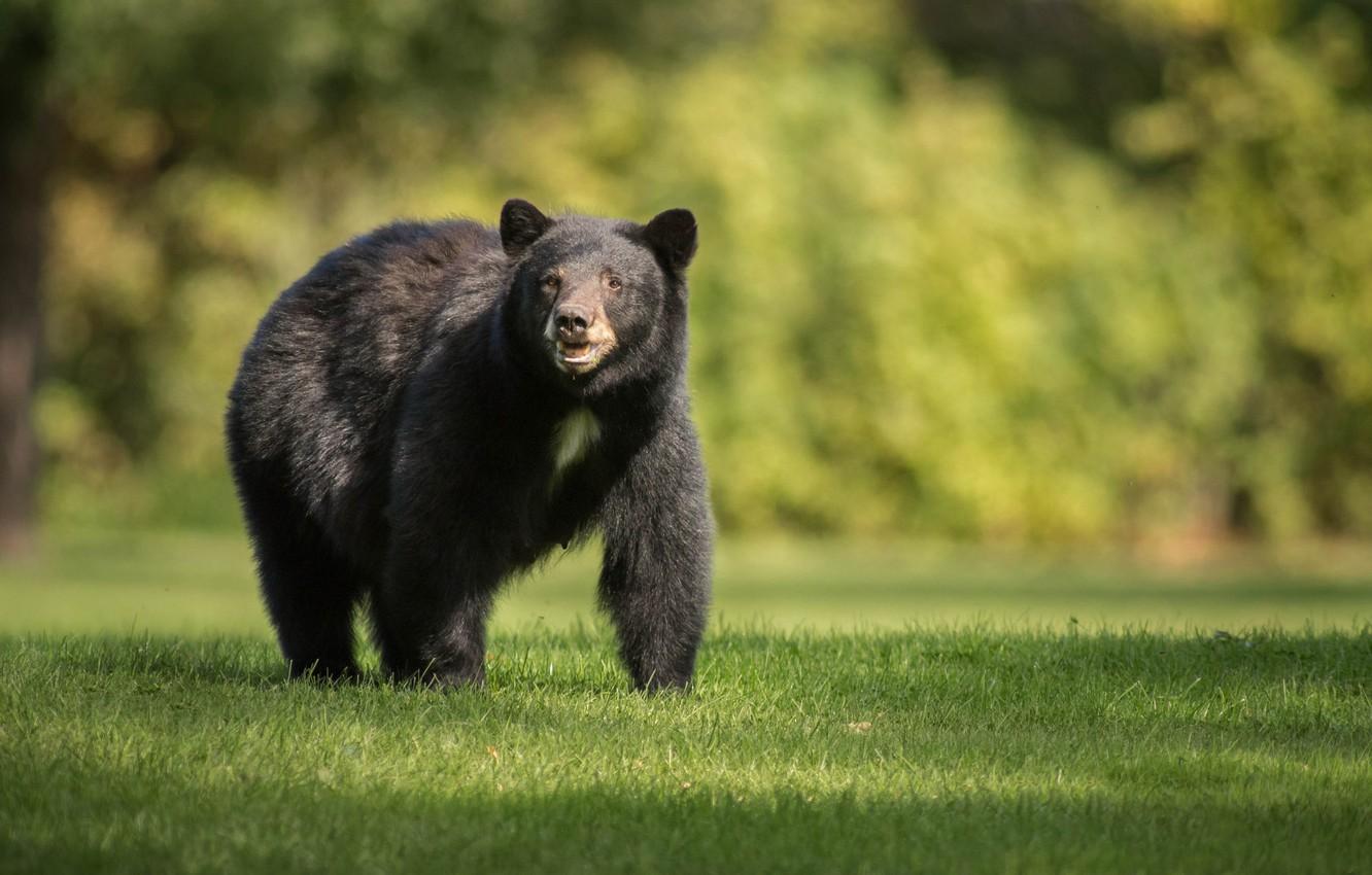 1332x850 Wallpaper bear, grass, bear, black bear image for desktop, section животные