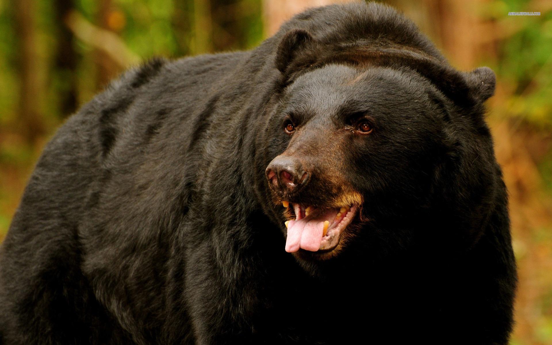 1920x1200 Scott County's bear hunting season is underway Scott. Big South Fork