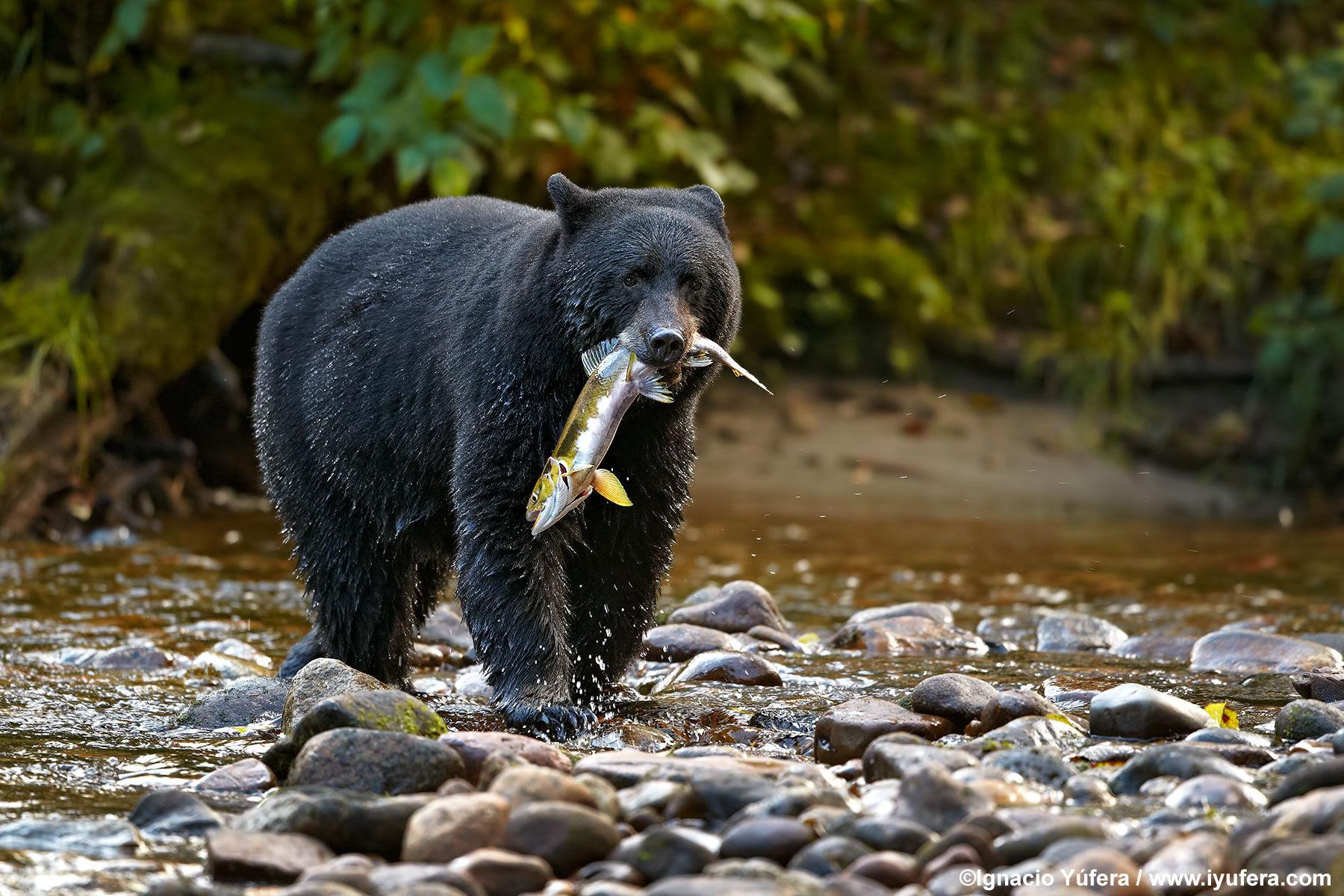 1800x1200 Bear Hunt. Green Island Lodge