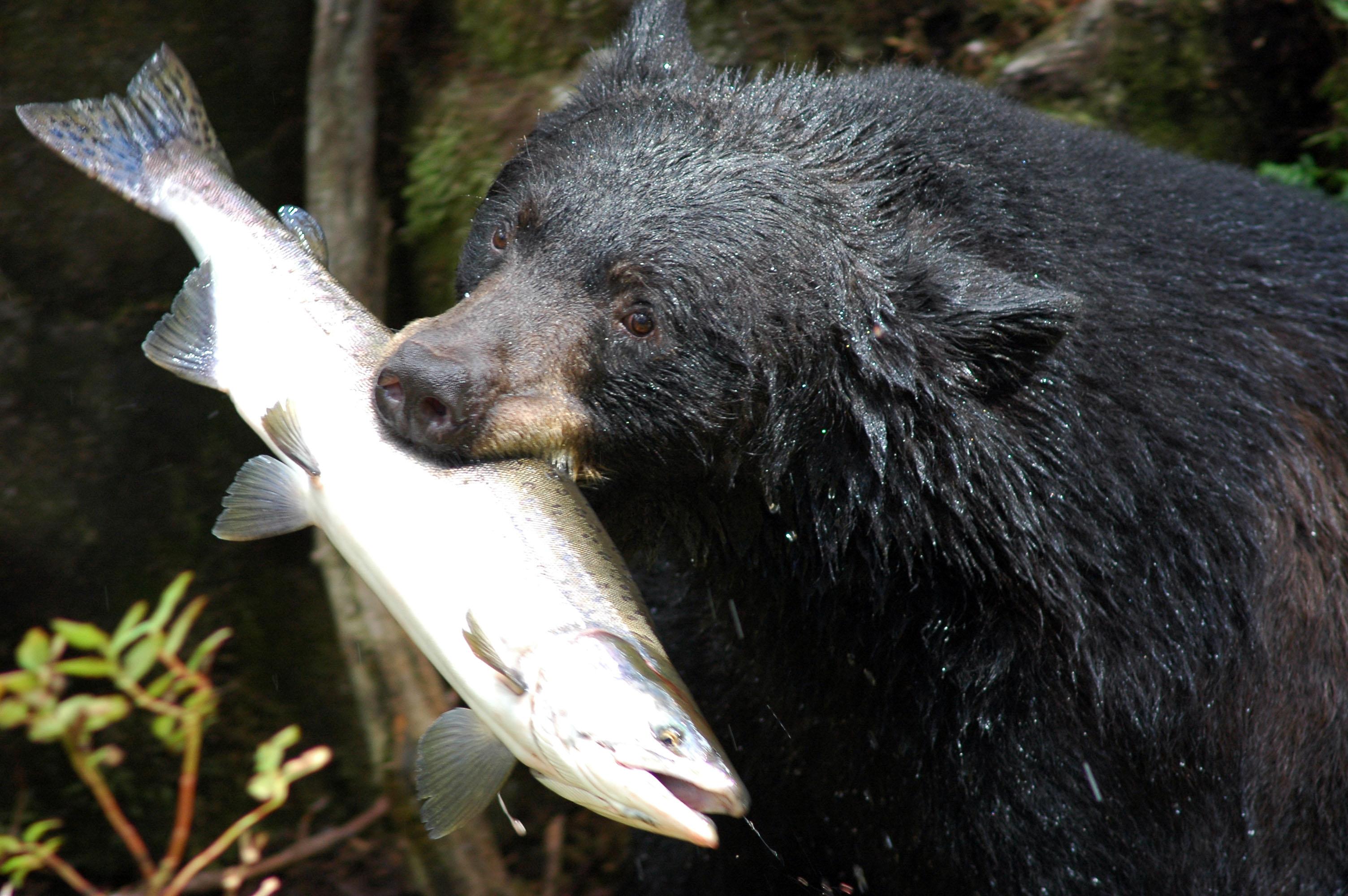 3008x2000 Black bear with