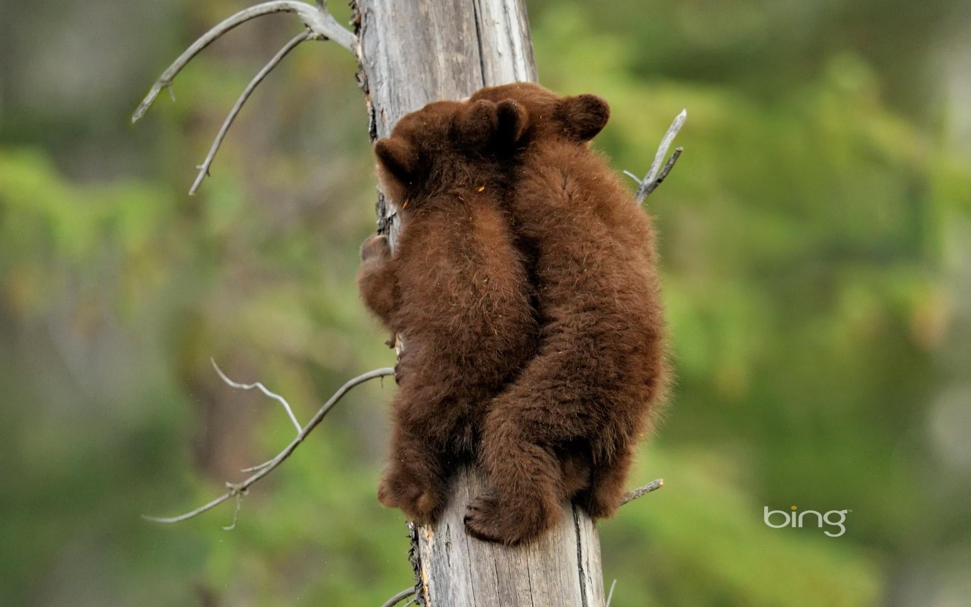 1920x1200 American black bear cubs in Jasper National Park, Alberta, Canada