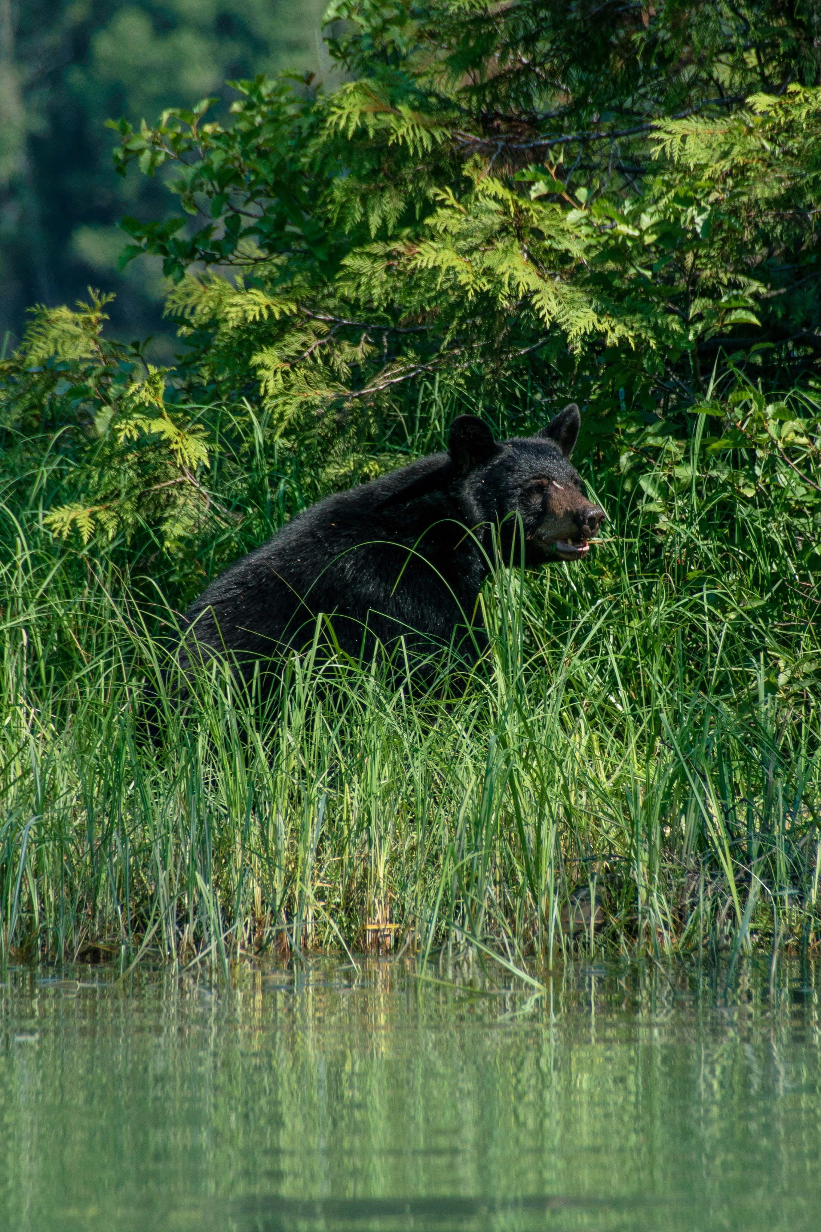 2731x4096 Black Bear Photo, Download Free Black Bear & HD Image