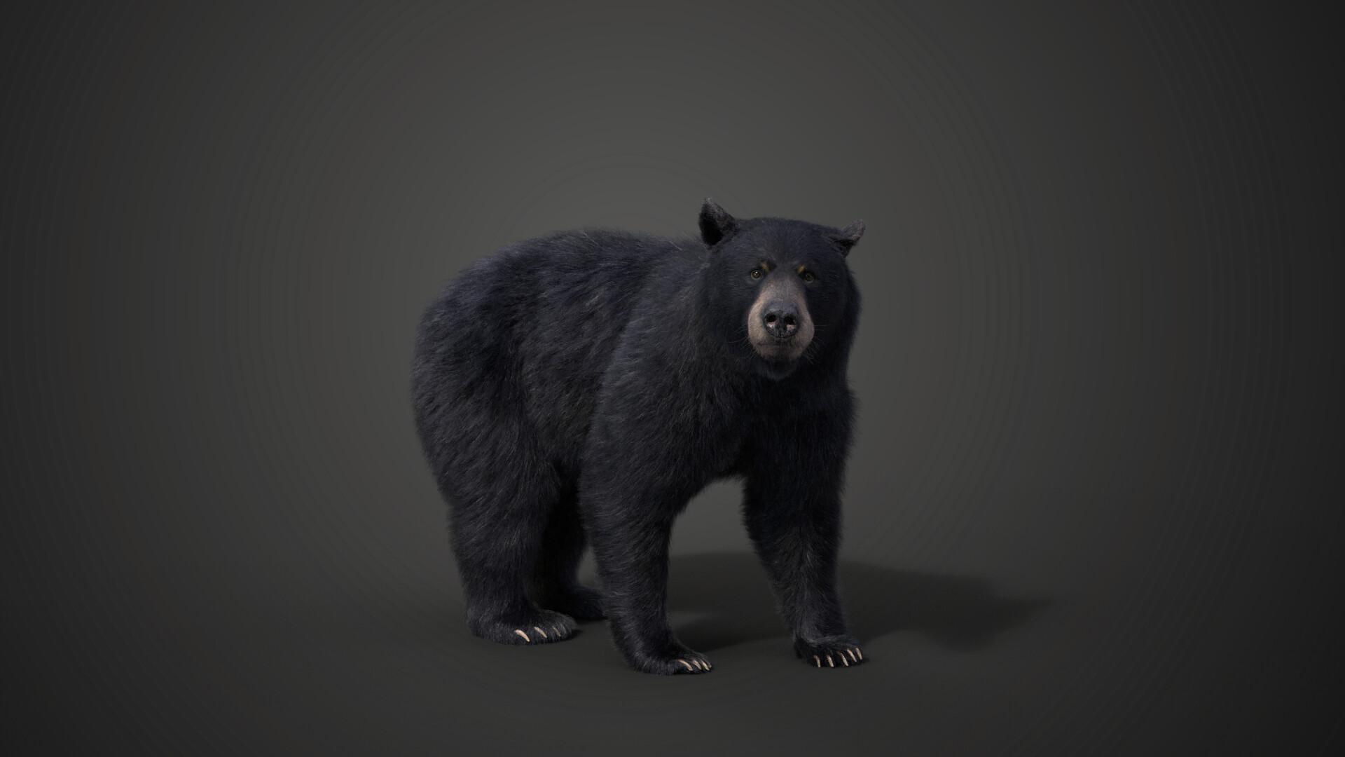 1920x1080 American Black Bear Animated