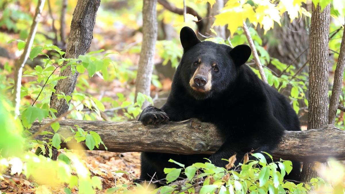 1200x674 Black bear spotted in Nashville Business Journal