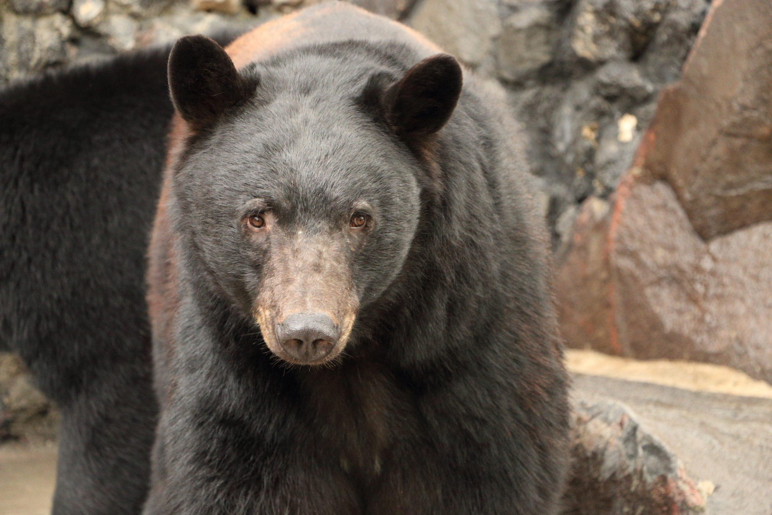 2560x1707 Zoo Idaho Black Bear Fact Sheet
