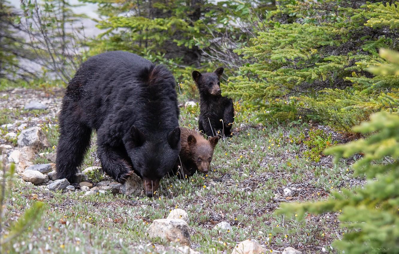 1332x850 Wallpaper nature, Family, North American Black Bear image for desktop, section животные