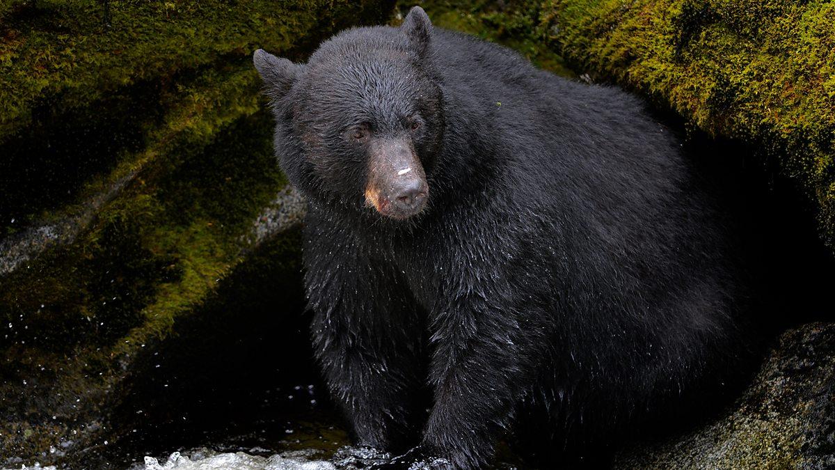 1200x675 BBC One Alaska Live