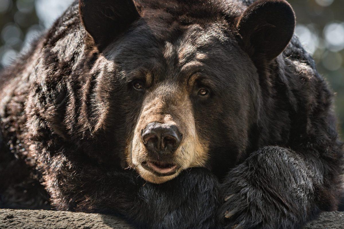 1200x800 Black Bear Named Ranger Euthanized At Los Angeles Zoo On 2 9 22