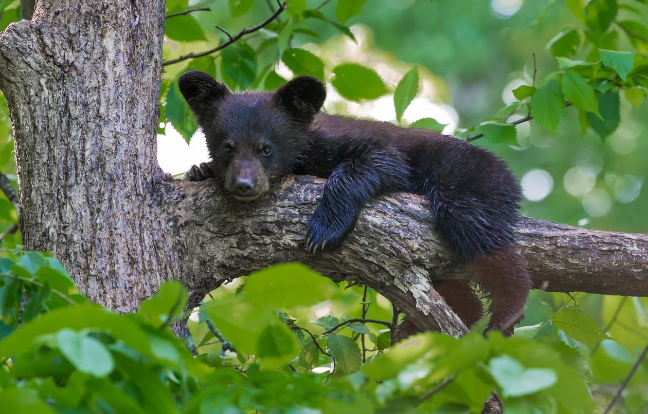 1332x850 Wallpaper leaves, tree, bear, cub, on the tree, Baribal, Black bear image for desktop, section животные