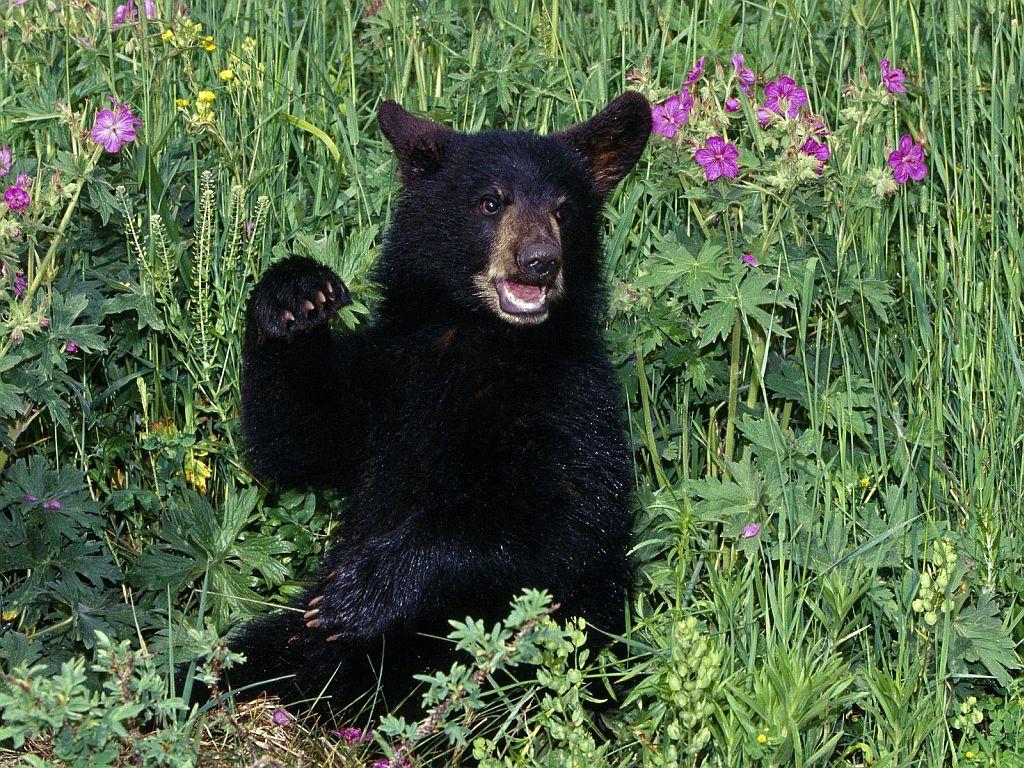 1024x768 Black Bear Cub in Wildflowers