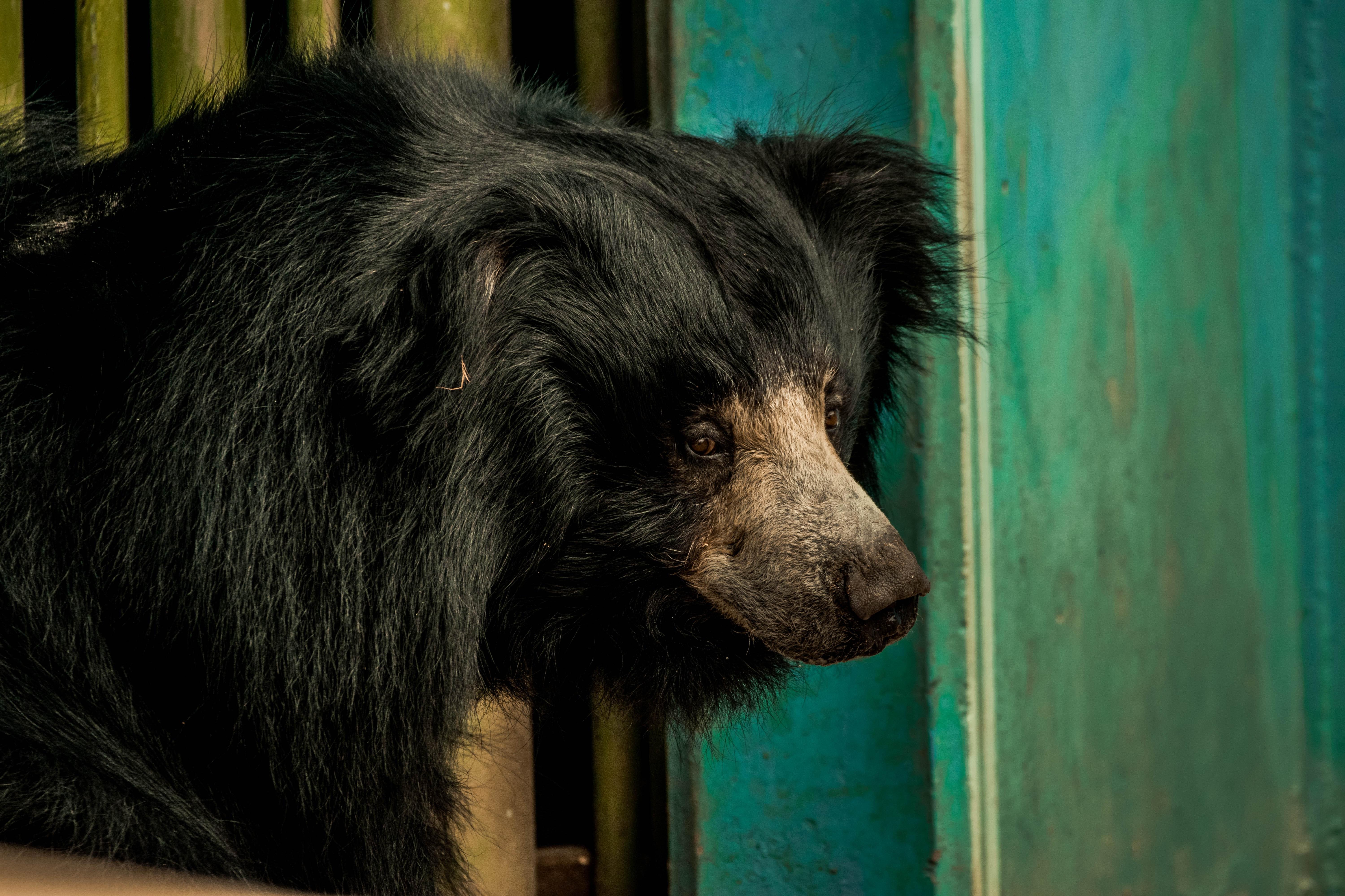 6000x4000 Black Bear Photo, Download Free Black Bear & HD Image